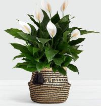 peace lily 10-p